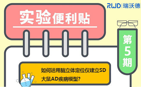 如何运用脑立体定位仪建立SD大鼠AD疾病模型? 如何运用脑立体定位仪建立SD大鼠AD疾病模型?