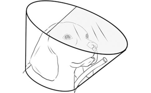 【行业标准】犬猫氧气疗法技术规范全部解答 【行业标准】犬猫氧气疗法技术规范全部解答