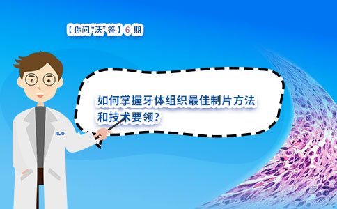 如何掌握牙体组织最佳制片方法和技术要领? 如何掌握牙体组织最佳制片方法和技术要领?