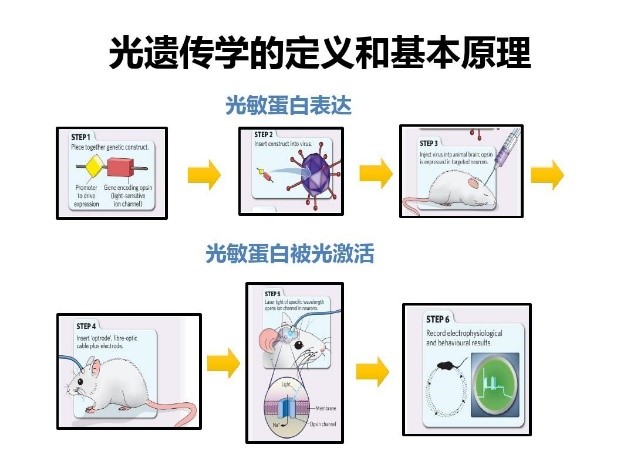 光遗传学的定义和基本原理 光遗传学的定义和基本原理