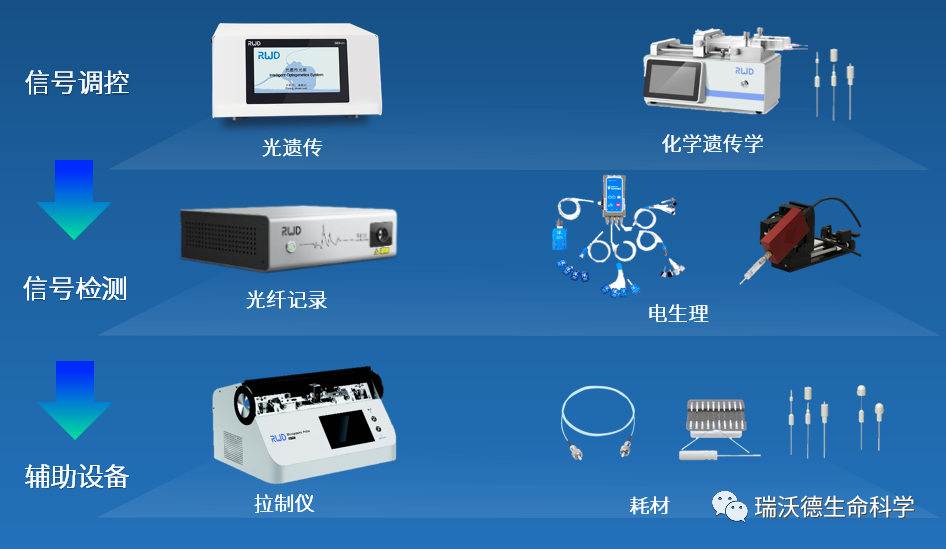 神经环路信号检测调控 神经环路信号检测调控