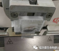 无法连片,切不出蜡带 无法连片,切不出蜡带