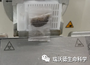 切片粘刀或皱褶 切片粘刀或皱褶