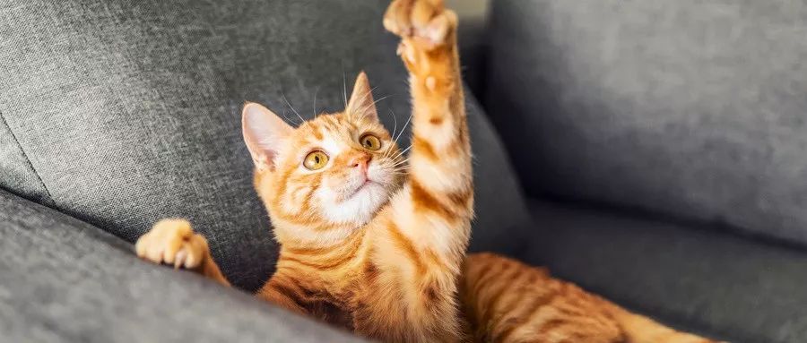 猫咪 猫咪