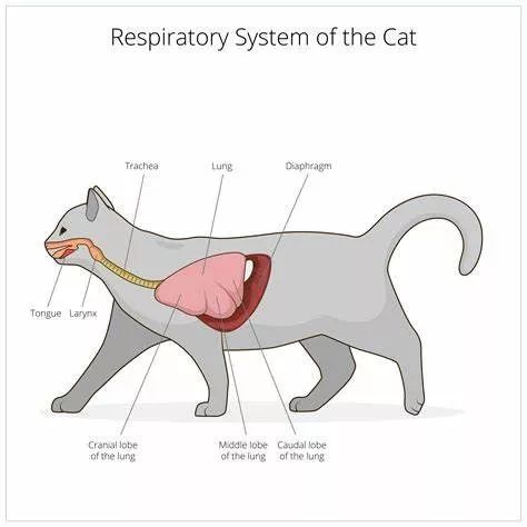 猫咪胸腔结构 猫咪胸腔结构