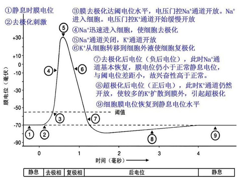 动作电位各阶段 动作电位各阶段