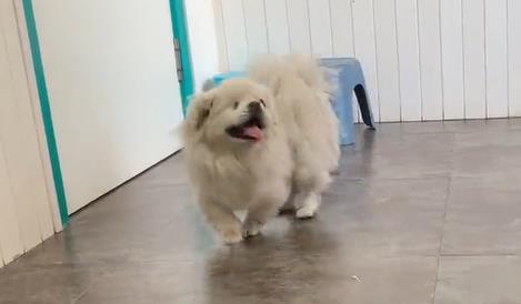可小跑互动 可小跑互动