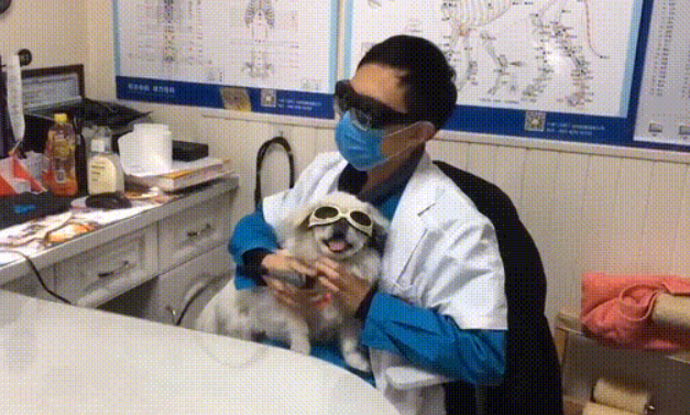 治疗时配合度极高 治疗时配合度极高