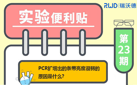 PCR扩增出的条带,亮度很弱的原因是什么? PCR扩增出的条带,亮度很弱的原因是什么?