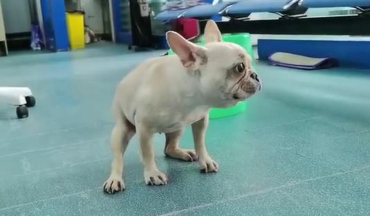 恢复自主站立 恢复自主站立