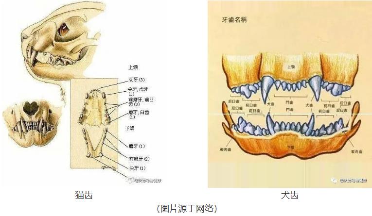 犬猫全口腔的牙齿 犬猫全口腔的牙齿