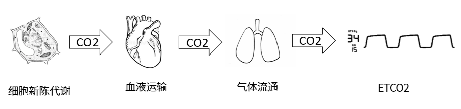 二氧化碳在体内的运输过程 二氧化碳在体内的运输过程