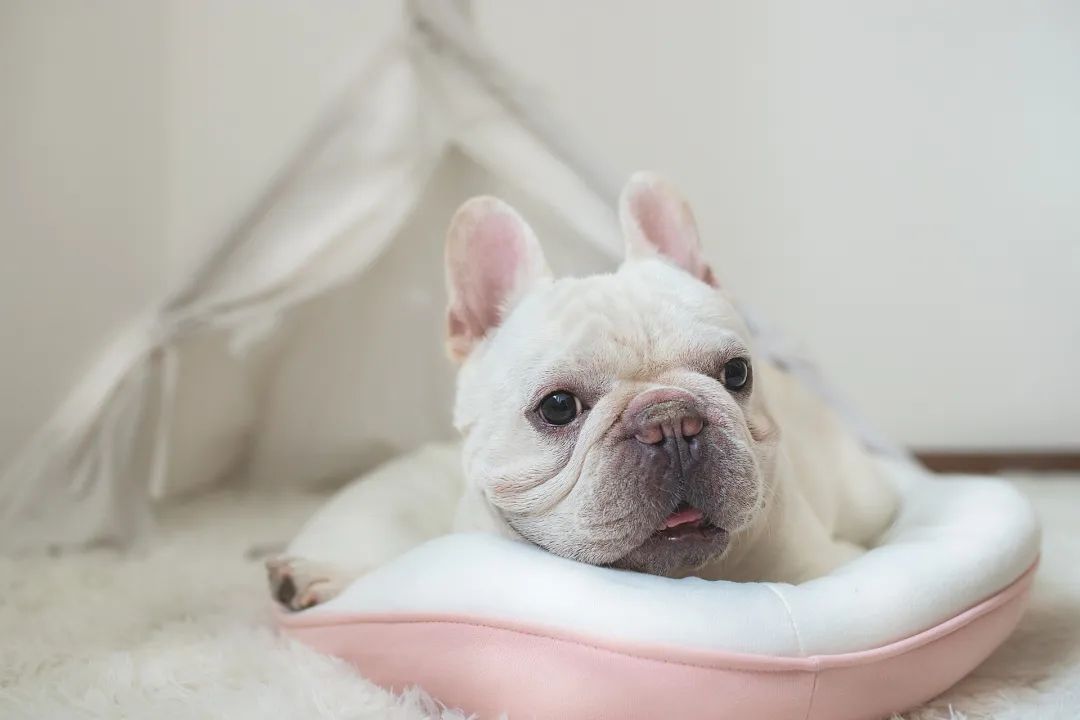 短鼻犬 短鼻犬