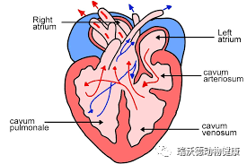 乌龟心脏 乌龟心脏