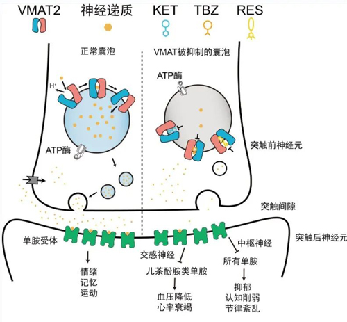 姜道华/赵岩团队揭示大脑神经递质转运体VMAT2的转运及药物抑制的分子机制 姜道华/赵岩团队揭示大脑神经递质转运体VMAT2的转运及药物抑制的分子机制