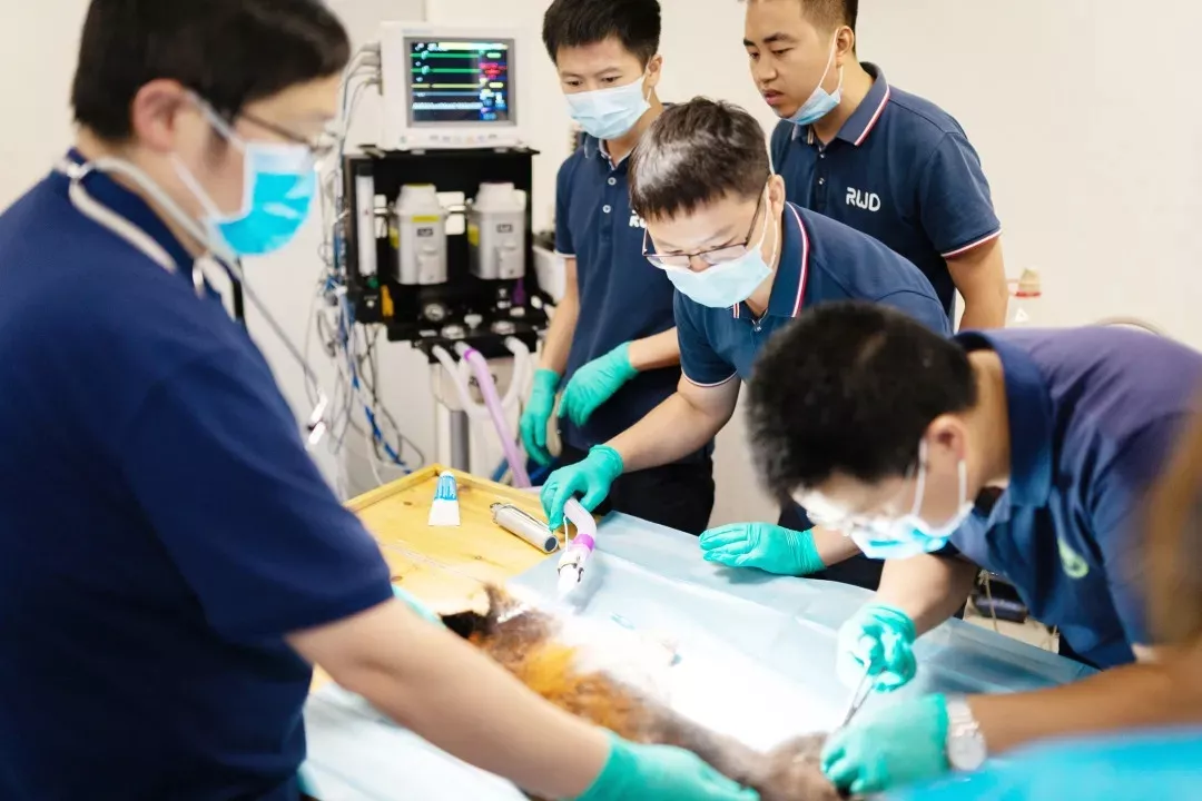 6-必威官方首页官网betway员工正在给小熊猫做麻醉手术.png