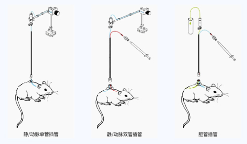 必威官方首页官网betway小动物颈静脉插管采血及给药培训班报名火热开启