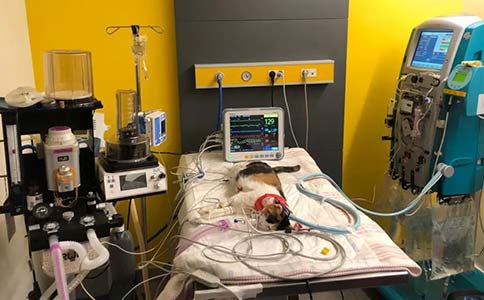 必威官方首页官网betway明星款麻醉机R620-S1
