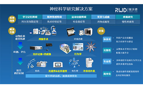 间隔学习能够增强小鼠的记忆和前额叶神经元集群的稳定性