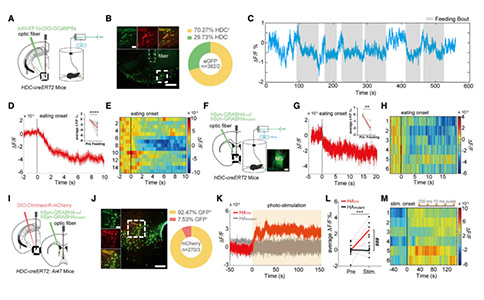 Current Biology：依赖内侧隔核H2R信号的组胺能环路能够调控进食行为