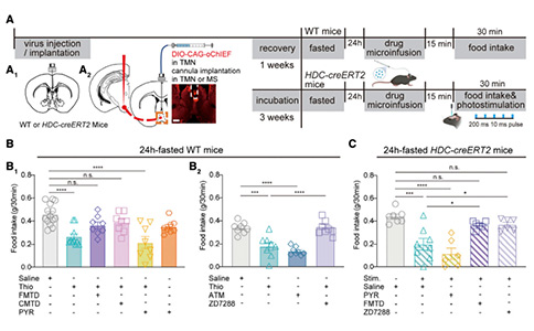 Current Biology：依赖内侧隔核H2R信号的组胺能环路能够调控进食行为