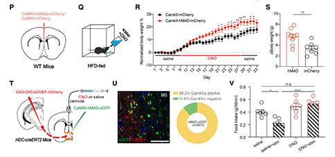 Current Biology：依赖内侧隔核H2R信号的组胺能环路能够调控进食行为