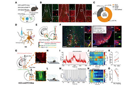 Current Biology：依赖内侧隔核H2R信号的组胺能环路能够调控进食行为