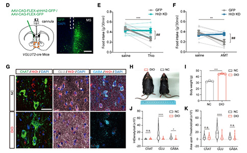 Current Biology：依赖内侧隔核H2R信号的组胺能环路能够调控进食行为