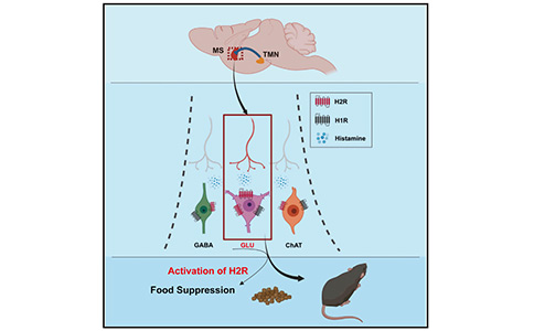 Current Biology：依赖内侧隔核H2R信号的组胺能环路能够调控进食行为