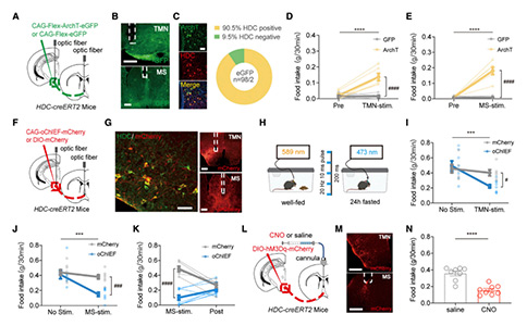 Current Biology：依赖内侧隔核H2R信号的组胺能环路能够调控进食行为