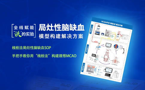 局灶性脑缺血模型构建标准操作流程指引