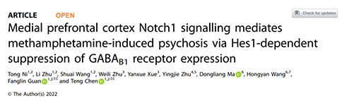  mPFC-Notch1信号通过Hes1抑制GABAB1受体表达介导METH诱导的精神障碍