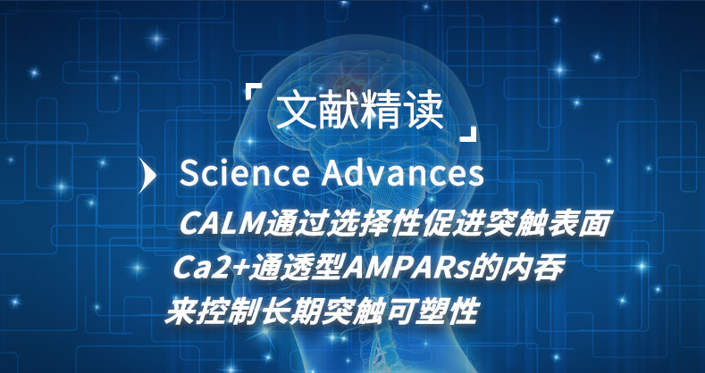 CALM通过选择性促进突触表面Ca2+通透型AMPARs的内吞来控制长期突触可塑性