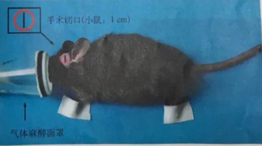 小鼠手术体位