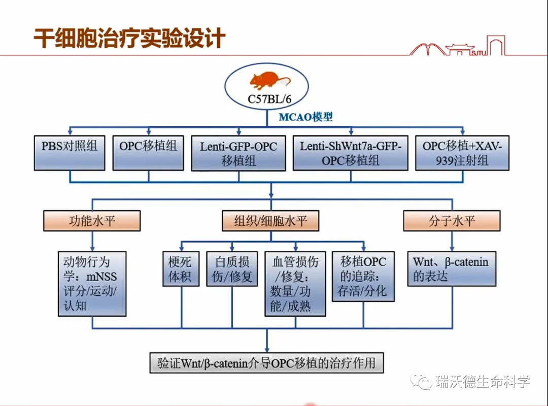 干细胞治疗实验设计