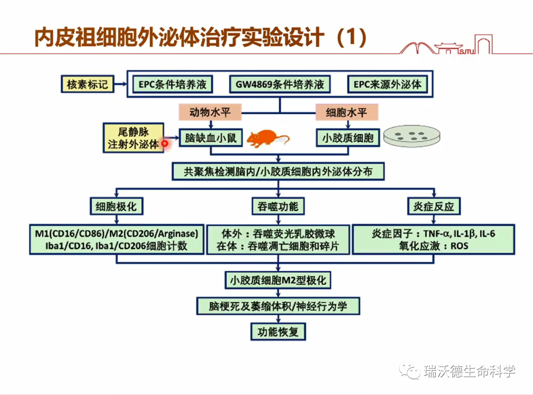 内皮祖细胞外泌体治疗实验设计1