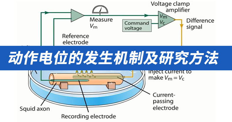 动作电位（Action potential）的发生机制及研究方法