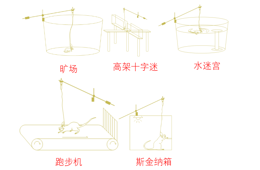 微透析与行为学结合
