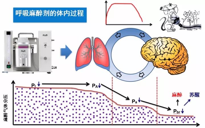 麻醉剂体内过程