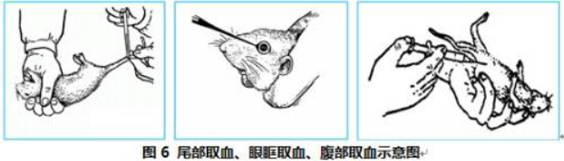 小动物取血