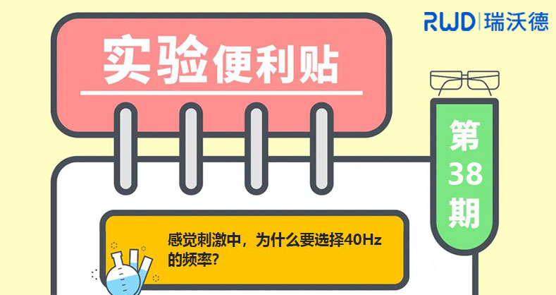 感觉刺激中，为什么要选择40Hz的频率？