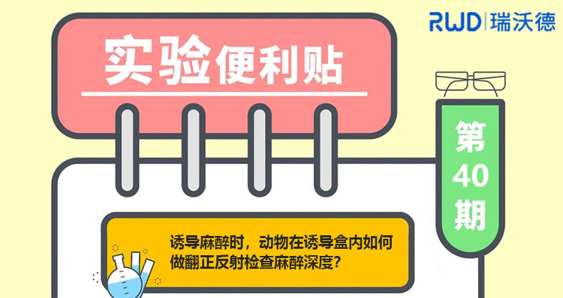 诱导麻醉时，动物在诱导盒内如何做翻正反射检查麻醉深度？