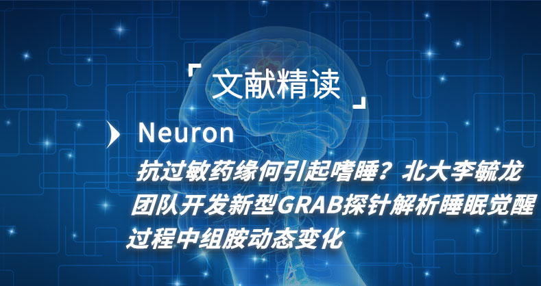 抗过敏药缘何引起嗜睡？北大李毓龙团队开发新型GRAB探针解析睡眠觉醒过程中组胺动态变化