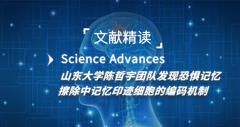 山东大学陈哲宇团队发现恐惧记忆擦除中记忆印迹细胞的编码机制