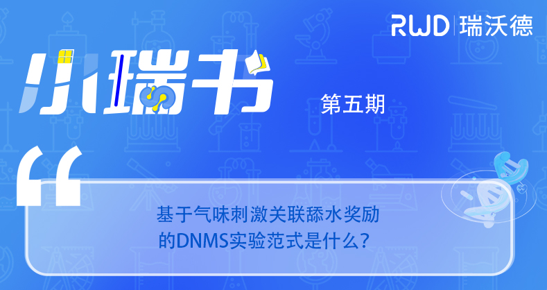 基于气味刺激关联舔水奖励的DNMS实验范式是什么？