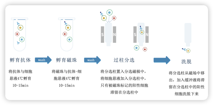 磁珠分选是选有柱式还是无柱式？