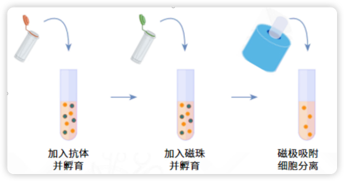 磁珠分选是选有柱式还是无柱式？