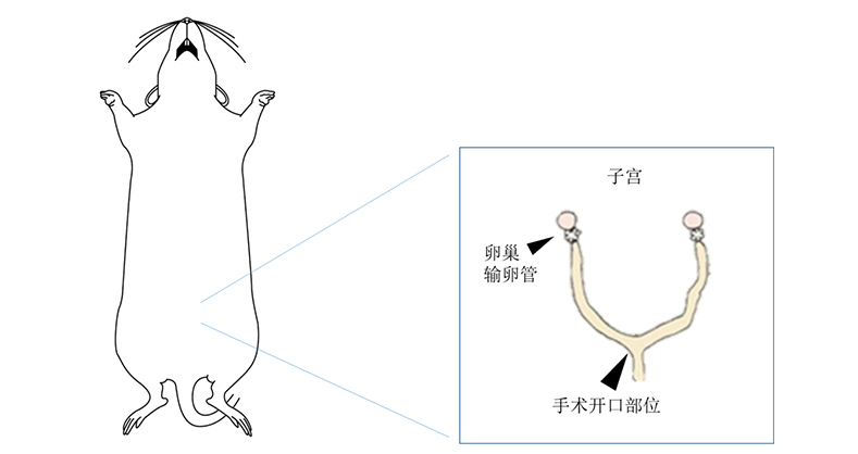 必威官方首页官网betway病理切片机在大鼠宫腔粘连模型中的应用