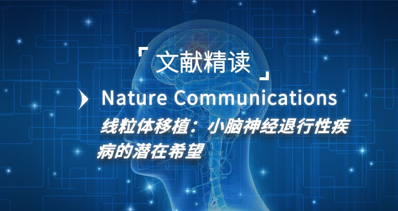 线粒体移植：小脑神经退行性疾病的潜在希望