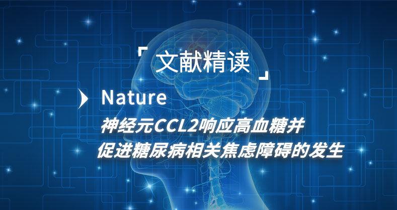 高血糖激活神经元CCL2表达导致糖尿病相关焦虑障碍